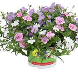 mix-3-in-1-trixi_romance