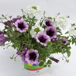 mix-3-in-1-trixi_treasure-chest