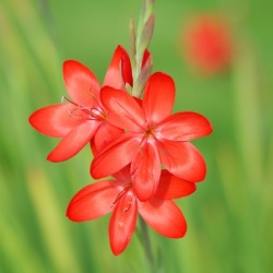 moerasgladiool_schizostylis-coccinea-major