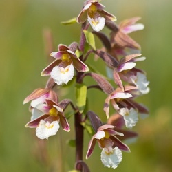 moeraswespenorchis-epipactis-palustris