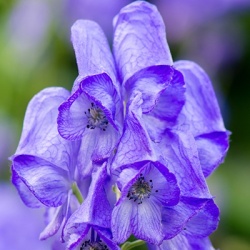 monnikskap-aconitum-car-arendsii