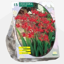 montbretia_crocosmia-lucifer-per-15