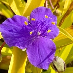 mozes-in-het-rieten-mandje-tradescantia-andersoniana-sweet-kate