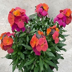 muurbloem-erysimum-linifolium-leya-orange_purple-glowselecta
