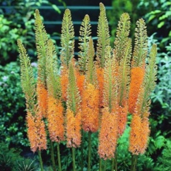 naald-van-cleopatra-eremurus-cleopatra