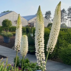 naald-van-cleopatra-eremurus-himalaicus