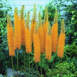 naald-van-cleopatra-eremurus-pinokkio