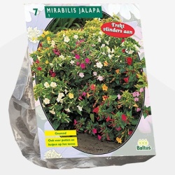 nachtschone_mirabilis-jalapa-per-7