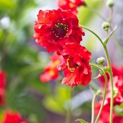 nagelkruid-geum-firestarter