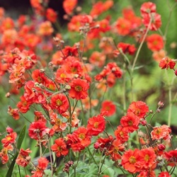 nagelkruid-geum-tempest-scarlet-pbr-eu52651