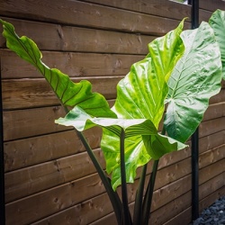 olifantenoor-colocasia-fontanesii-black-stem