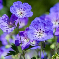 ooievaarsbek-geranium-rozanne