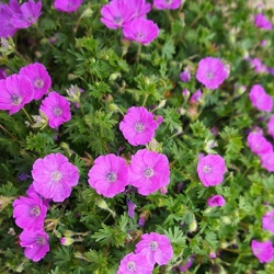 ooievaarsbek-geranium-sanguineum-vision-violet