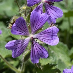 ooievaarsbek_geranium-renardii-phillipe-vapelle