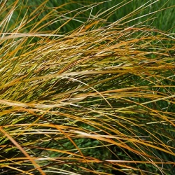oranjezegge_carex-testacea-prairie-fire