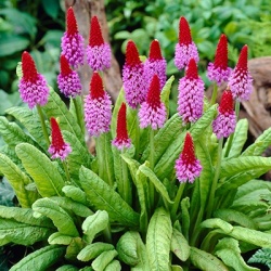 orchideeprimula-primula-vialii-red-hot-poker