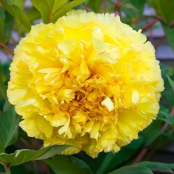 paeonia-itoh-bartzella