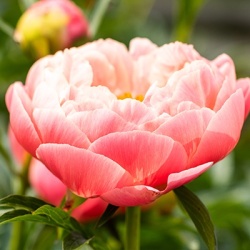 paeonia-lactiflora-coral-charm