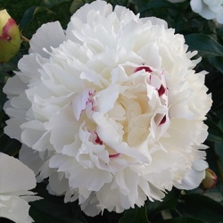 paeonia-lactiflora-festiva-maxima