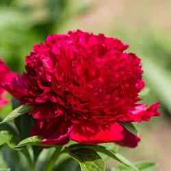 paeonia-lactiflora-red-charm