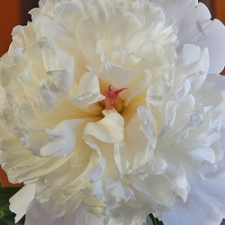 paeonia-lactiflora-shirley-temple