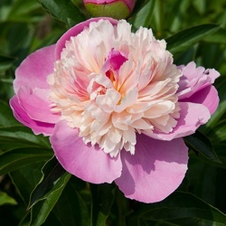 paeonia-lactiflora-sorbet