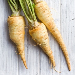 pastinaak-pastinaca-sativa