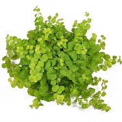 penningkruid-lysimachia-nummularia-aurea