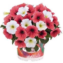 petunia-mix-confetti-duo-garden-coral-reef