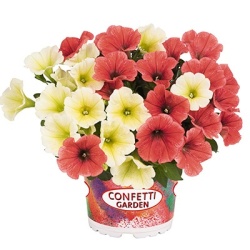 petunia-mix-confetti-garden-duo-banana-split