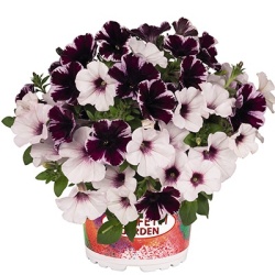 petunia-mix-confetti-garden-duo-marvelous-orchid