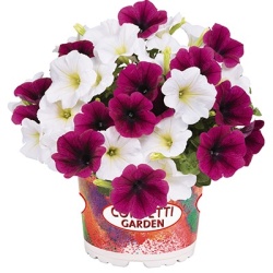 petunia-mix-confetti-garden-duo-purple-reef