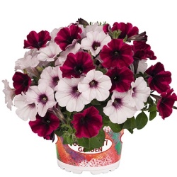 petunia-mix-confetti-garden-duo-stormy-orchid