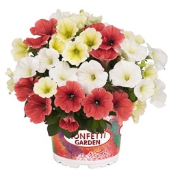 petunia-mix-confetti-garden-petunia-tropical-sun