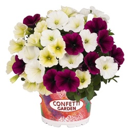 petunia-mix-confetti-garden-petunia-tropical-sunrise
