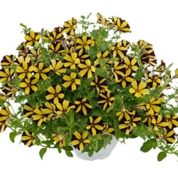 petunia-petunia-hybrida-aurora-ray-sunflower