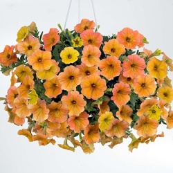 petunia-petunia-hybrida-aurora-sioux-autumn