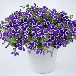 petunia-petunia-hybrida-aurora-stary-blue