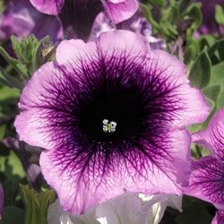 petunia-petunia_alpetunia_blueberry