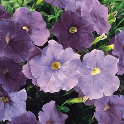 petunia-petunia_alpetunia_lightblue