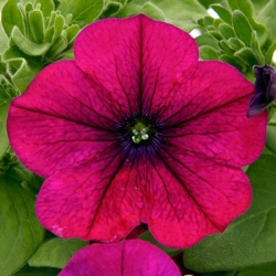 petunia-petunia_bonnie_magenta