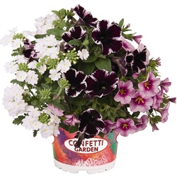 petunia-verbena-calibrachoa-mix-confetti-garden-hygge-marvelous-kiss