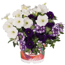 petunia-verbena-calibrachoa-mix-confetti-garden-mix-beyond-the-sea-2021