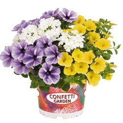 petunia-verbena-calibrachoa-mix-confetti-garden-mix-starfish-05