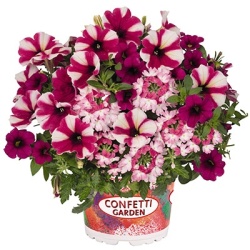 petunia-verbena-calibrachoa-mix-confetti-garden-tone-on-tone-shocking-hot-pink