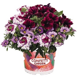 petunia-verbena-calibrachoa-mix-confetti-garden-tone-on-tone-shocking-purple-2021