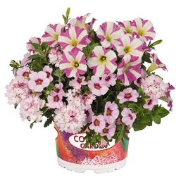 petunia-verbena-calibrachoa-mix-confetti-garden-tone-on-tone-shocking-soft-pink