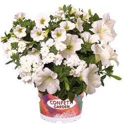 petunia-verbena-calibrachoa-mix-confetti-tone-on-tone-garden-white-win