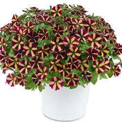 petunia_petunia-grandiflora-amore-fiesta