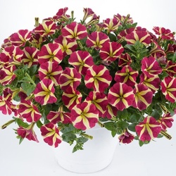 petunia_petunia-grandiflora-amore-queen-of-hearts